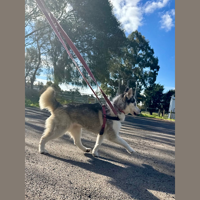 Photo of Tinkerbell