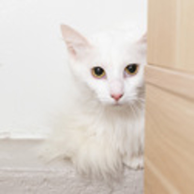 Photo of Comet