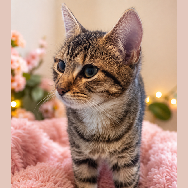 Photo of Scout