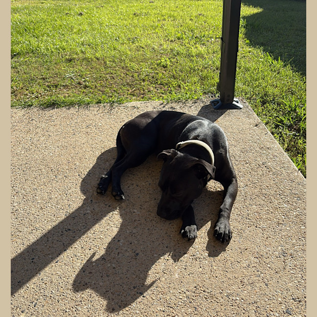 Photo of Lilly