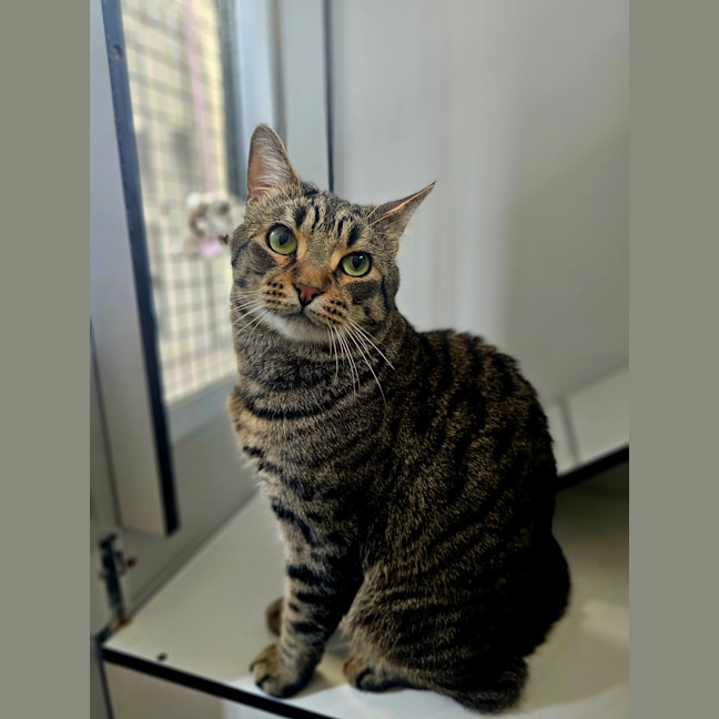 Photo of Galahad