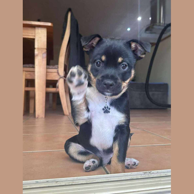 Photo of Alfie