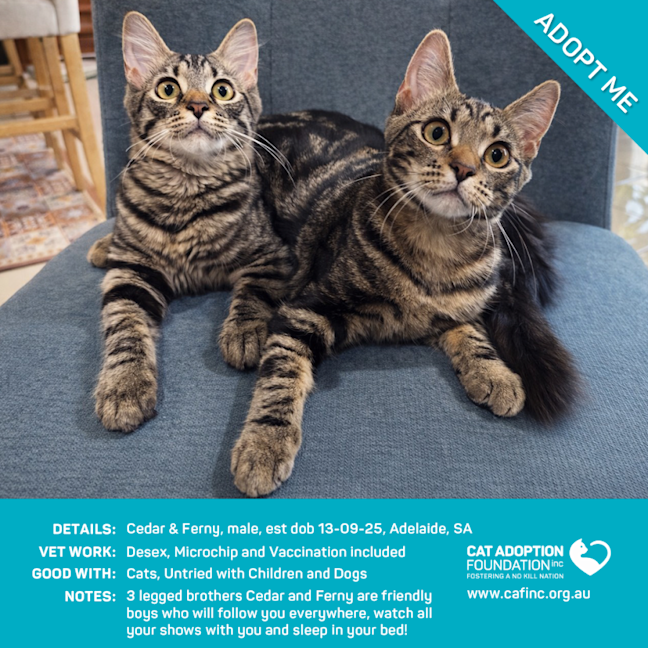 Photo of Cedar And Ferny