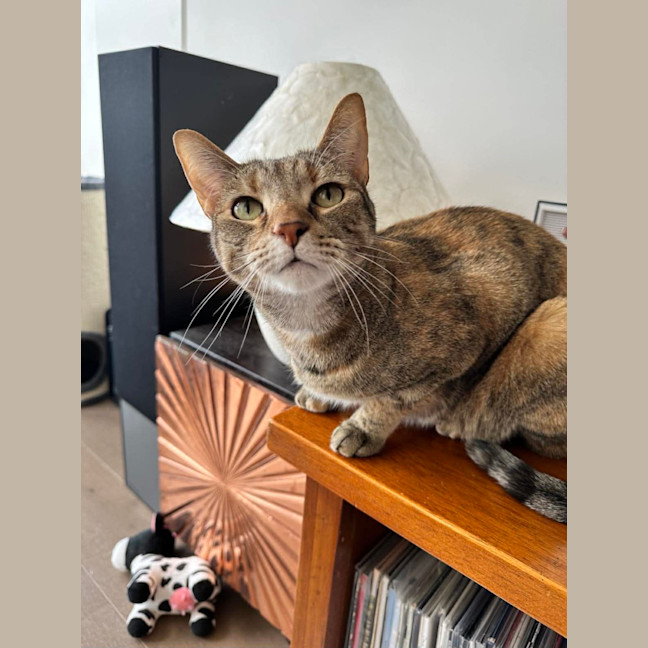 Photo of Lulu (+ Lucy)
