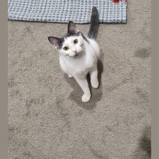 Photo of Fred  Reduced Adoption Fee