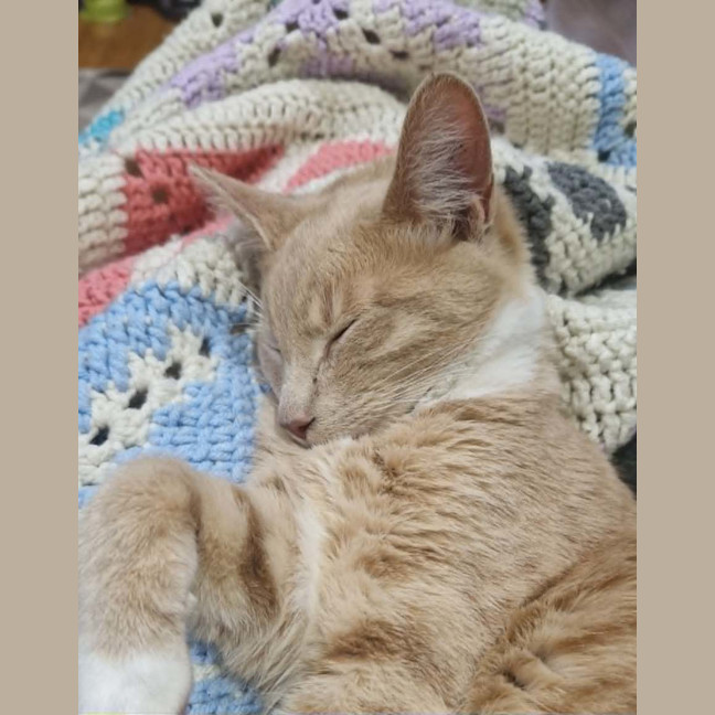 Photo of Watson