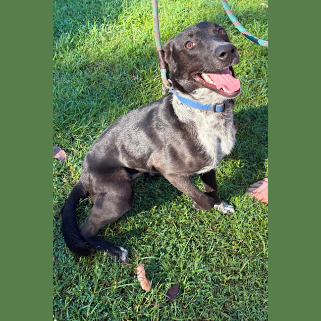 Photo of Kelcee *$350 Adoption Fee*