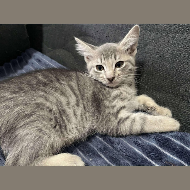 Photo of Oscar   Located In Preston