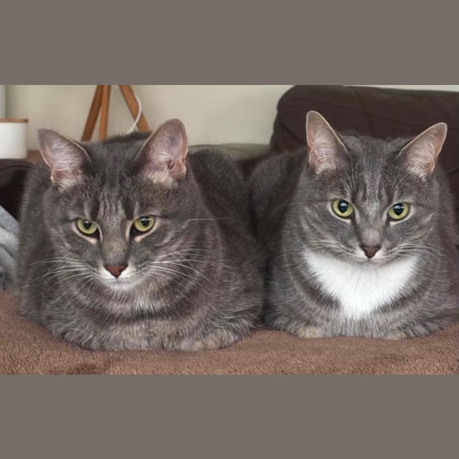 Photo of Rocky & Apollo