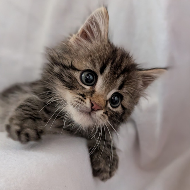 Photo of Meeko