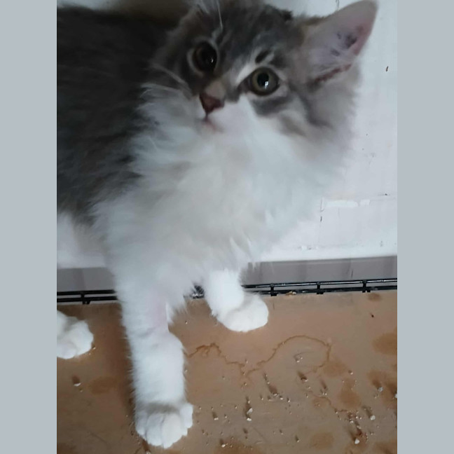 Photo of Sterling * 9 Lives Project Rescue*