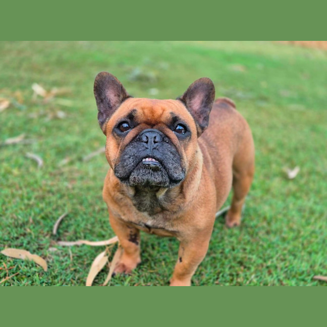 Photo of Amber