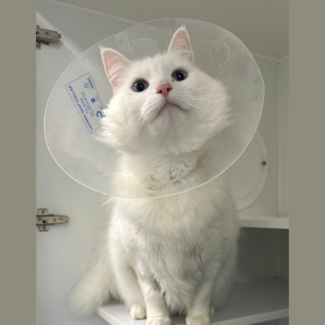 Photo of Zeppelin