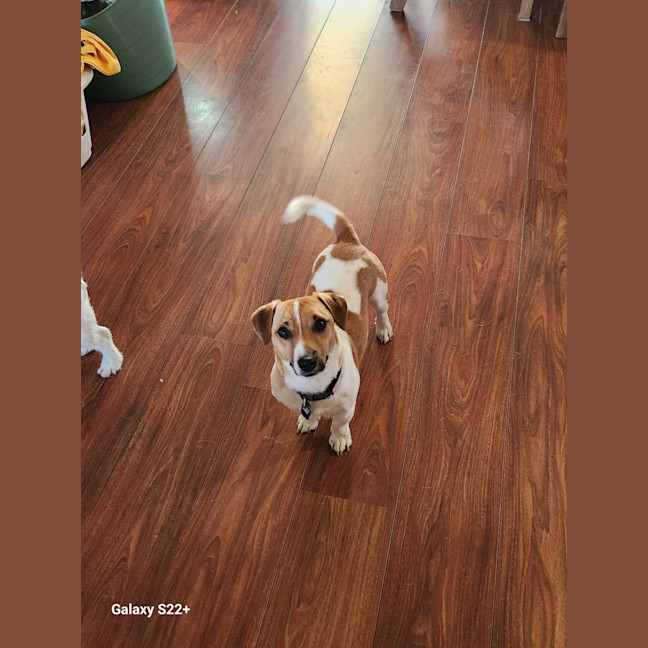 Photo of Snuggles   1 Year Old Jack Russell 