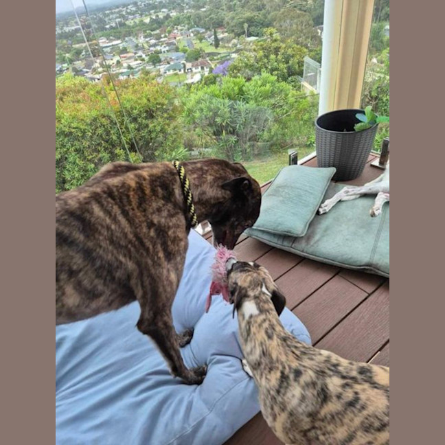 Photo of Dexter, The Brindle Greyhound