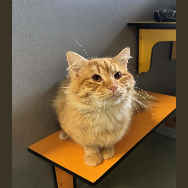 Photo of Ned