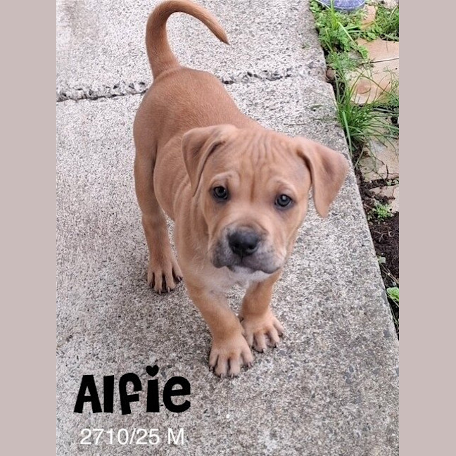 Photo of Alfie