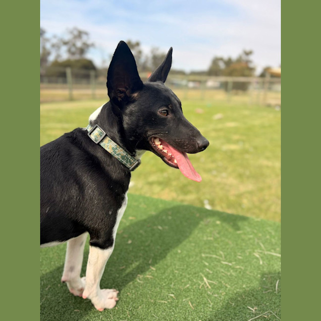 Photo of Oscar