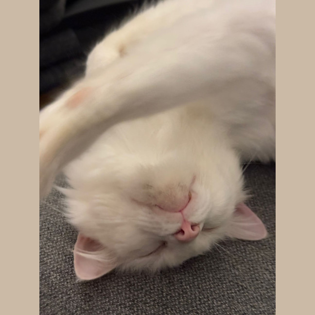 Photo of Smudge