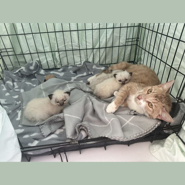 Photo of Daphne   Now At Pet Quarters Glendale