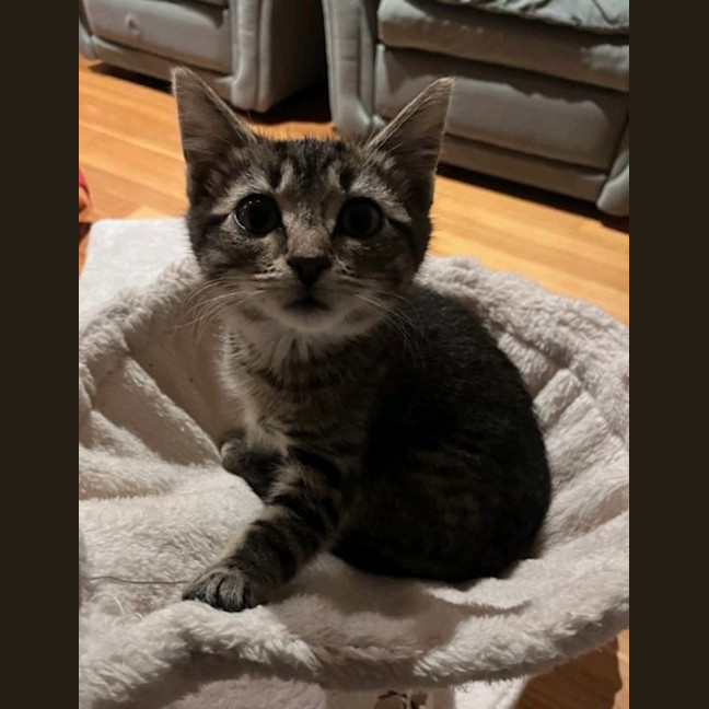 Photo of Lynx 
