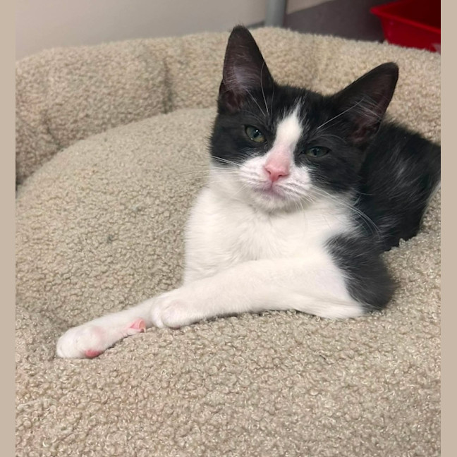 Photo of Penne   In Foster Care In Ashburton