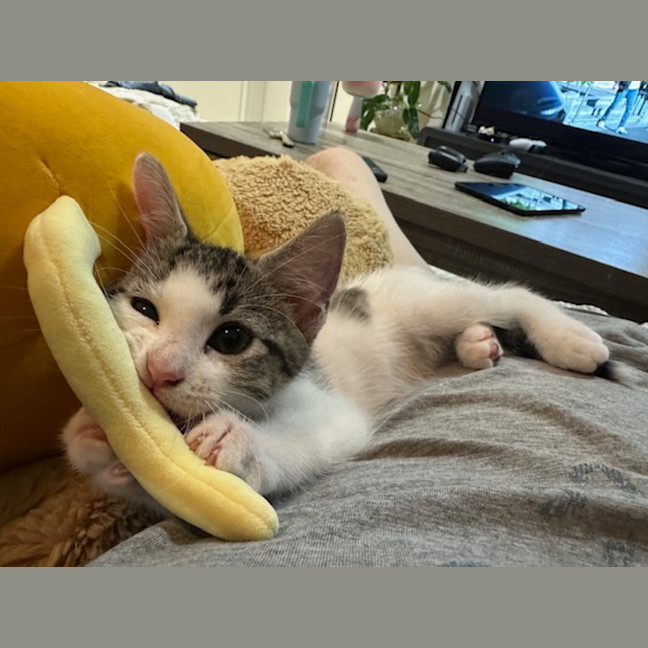 Photo of Dee Dee (D.D)