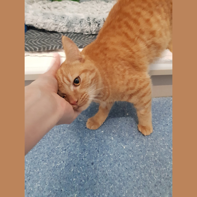 Photo of Buttercup