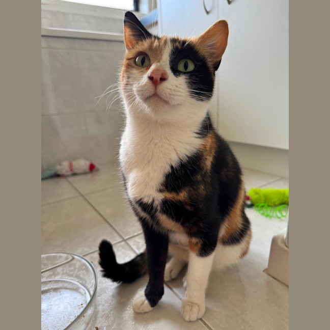 Photo of Mittens