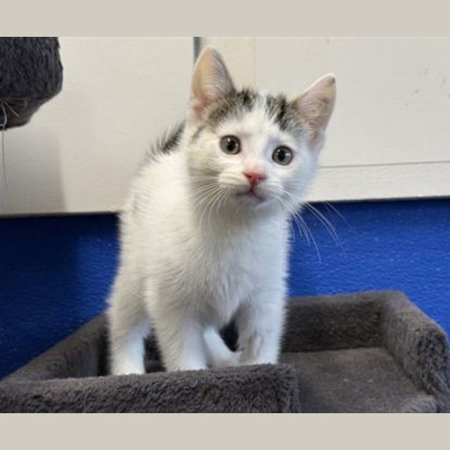 Photo of Marshmallow