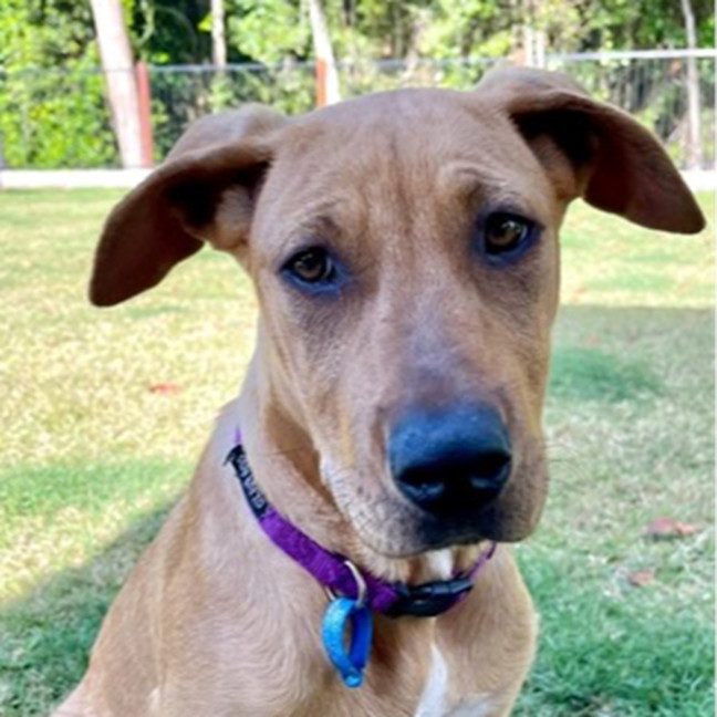 Photo of Brittany *$250 Adoption Fee*