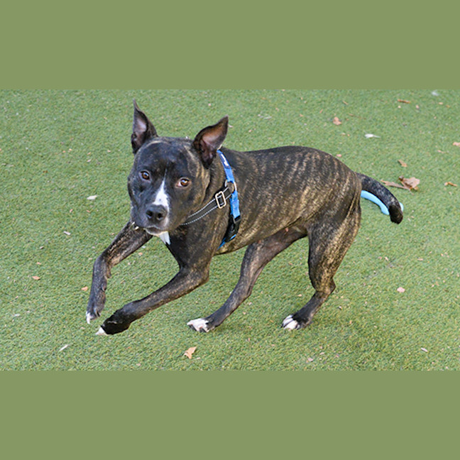 Photo of Bluebell