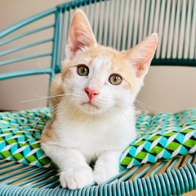 Photo of 🧡🧡 Cinnamon 🧡🧡