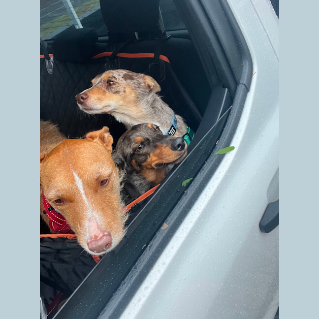 Photo of Slinky   1.5 Year Old Dachshund X Aus Shepherd