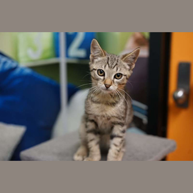 Photo of Fern