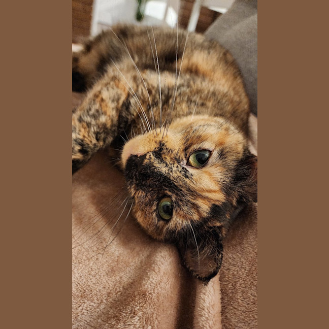 Photo of Chia ( Chi Chi ) 