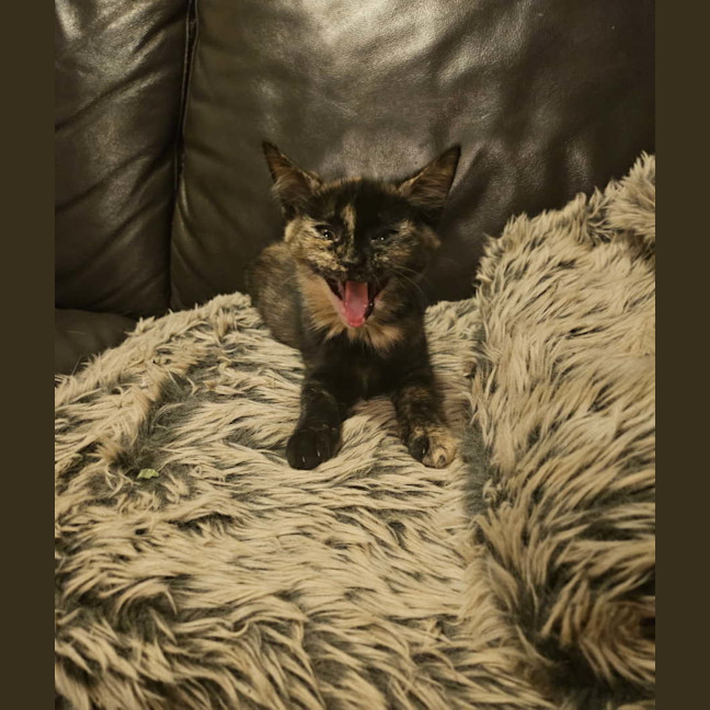 Photo of Pumpkin (Torti)