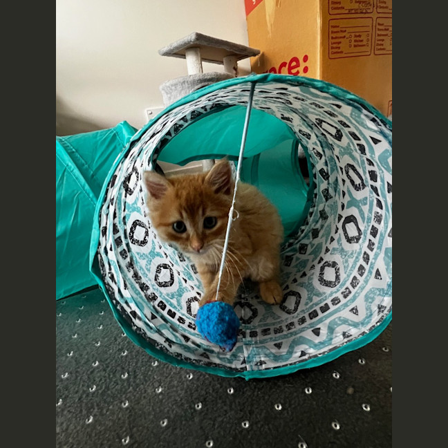 Photo of Cheddar