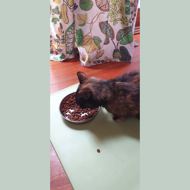 Photo of Ruby 