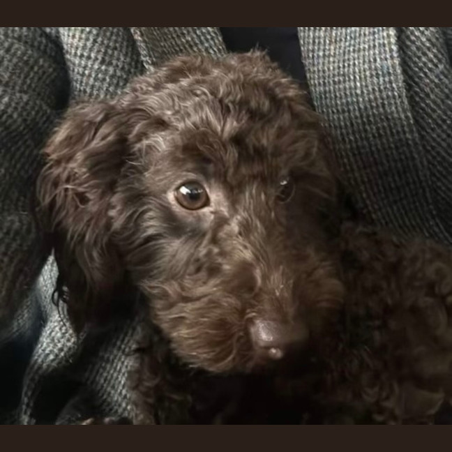 Photo of Willow 