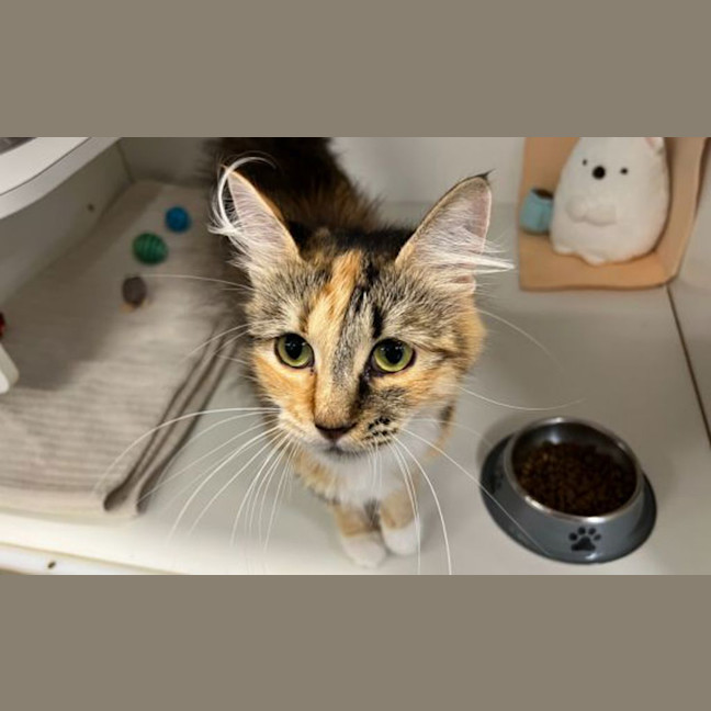 Photo of Tic Tac Torbie