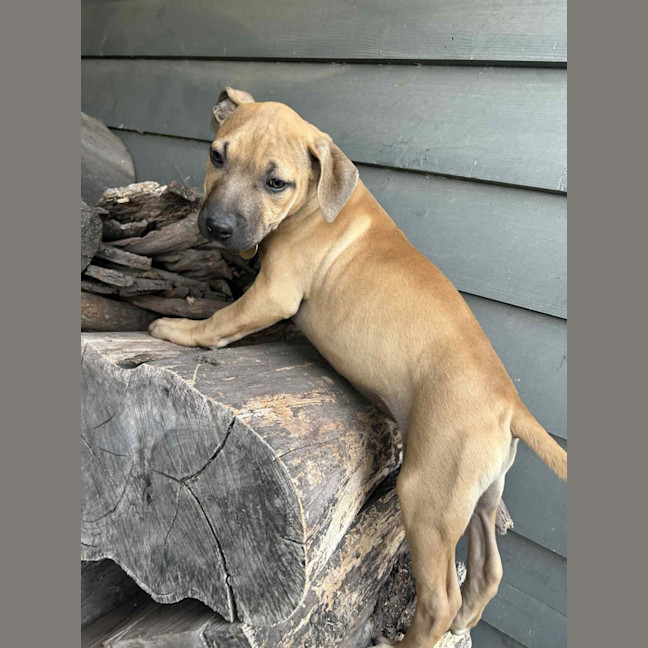 Photo of Firecracker