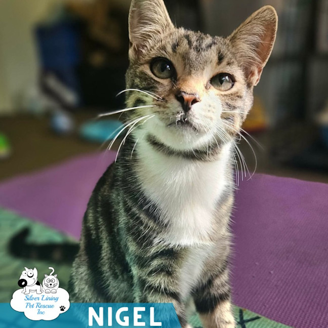 Photo of Nigel