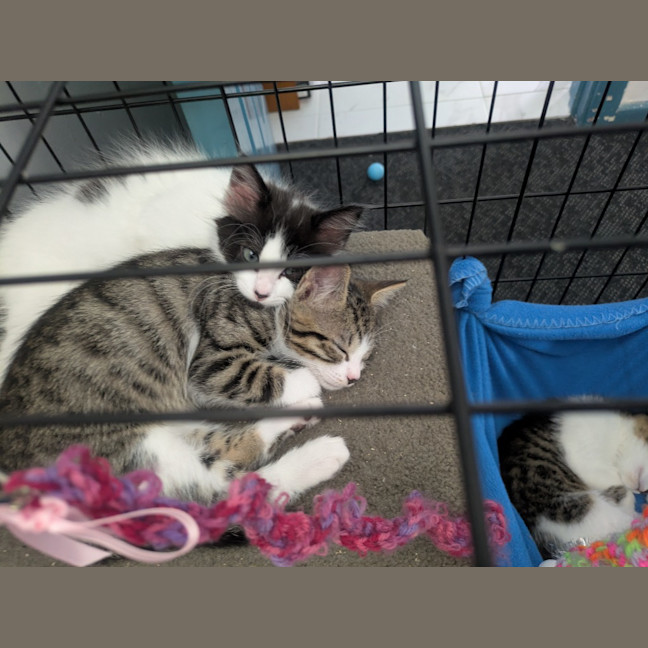 Photo of Speed Snail