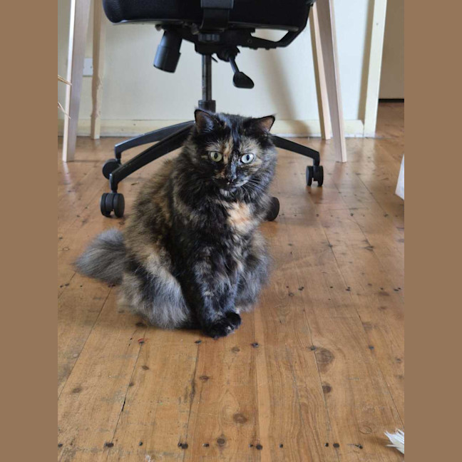 Photo of Jinx