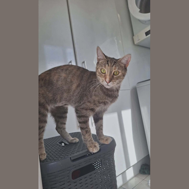 Photo of Tilly   2 Year Old Domestic Short Hair