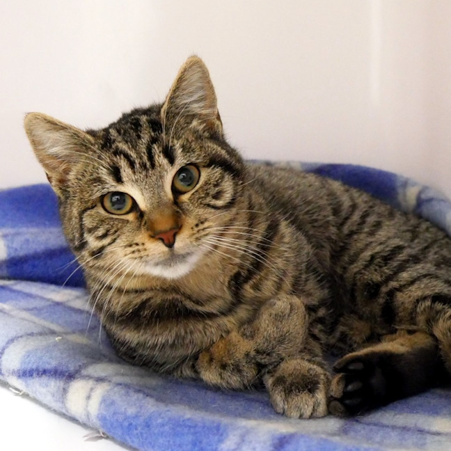 Photo of Zeddy Stk013820