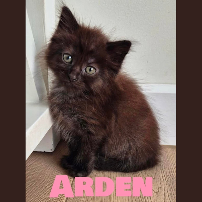 Photo of Arden