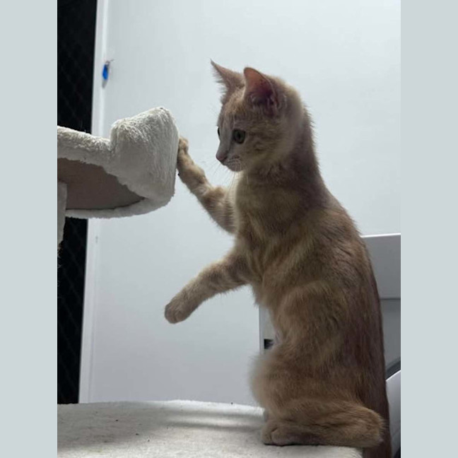 Photo of Buttercup
