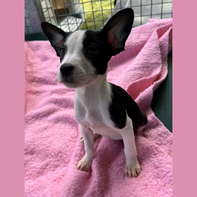 Photo of D1141 Minnie